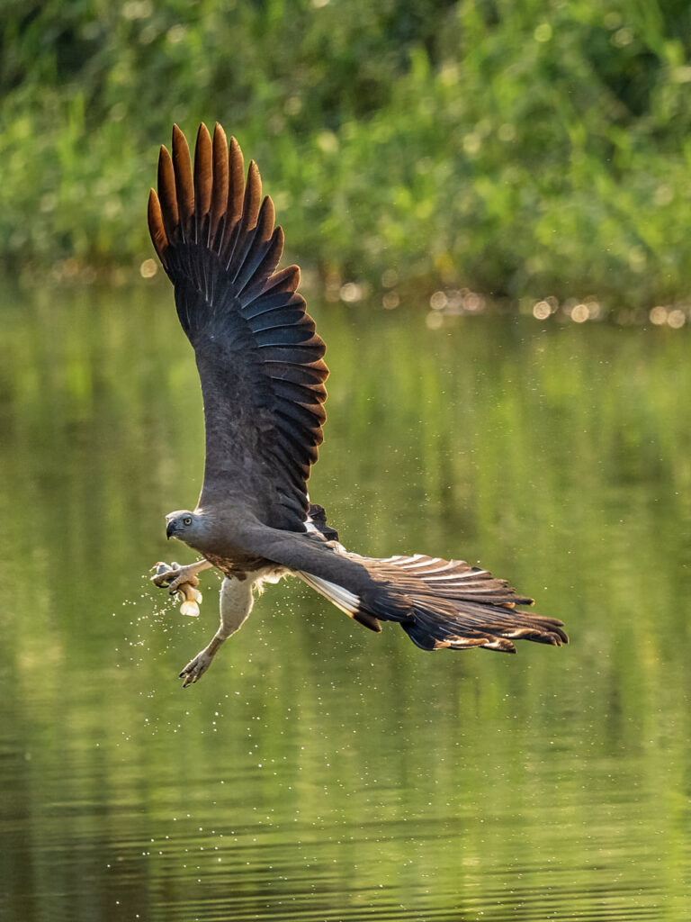 Eagle flying just above water level