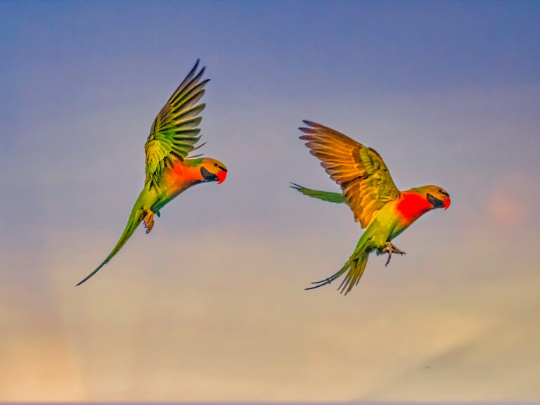 2 parrots in mid-air